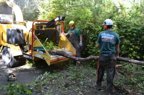 tree services Jasper